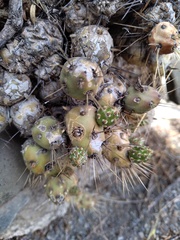 Maihueniopsis ovata
