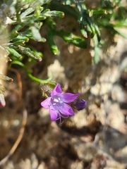 Gilia