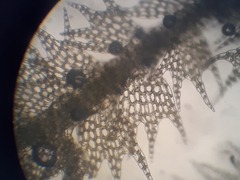 Telaranea tetrapila tetrapila