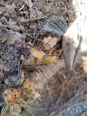 Maihueniopsis ovata