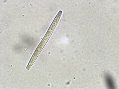 Tolypocladium longisegmentatum