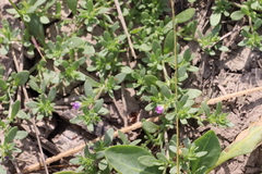 Calibrachoa parviflora
