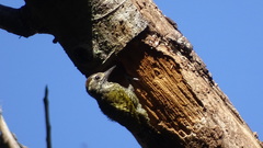 Dryobates spilogaster