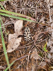 Apantesis parthenice