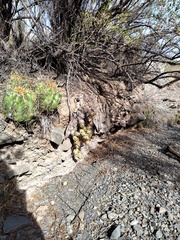 Maihueniopsis ovata