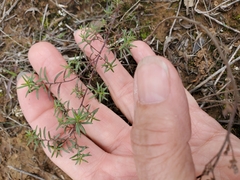 Lechea tenuifolia