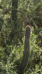 Cereus aethiops