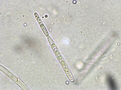 Tolypocladium longisegmentatum