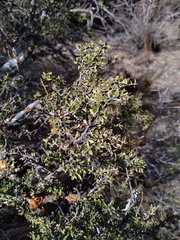 Condalia microphylla