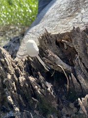 Leucocoprinus cretaceus