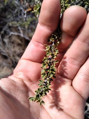 Condalia microphylla