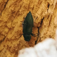 Eurythyrea austriaca