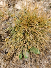 Fimbristylis vahlii