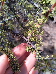 Condalia microphylla