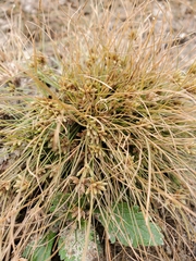 Fimbristylis vahlii