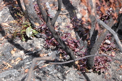 Corymbia lamprophylla