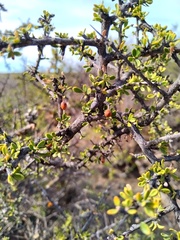 Condalia microphylla