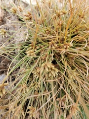 Fimbristylis vahlii