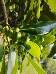 Sapium glandulosum