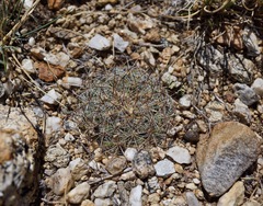 Pediocactus simpsonii