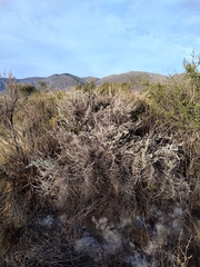 Artemisia mendozana