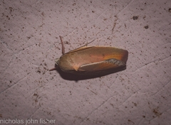 Ptyoptila matutinella