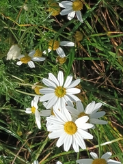 Anthemis arvensis