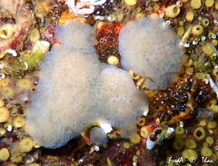 Aplidium glabrum