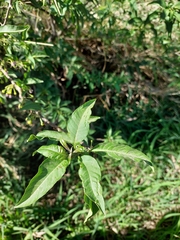 Vassobia breviflora