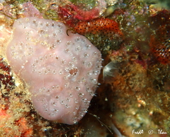 Aplidium nordmanni