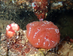 Aplidium nordmanni