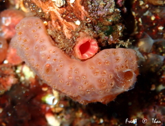 Aplidium nordmanni