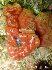 Aplidium nordmanni