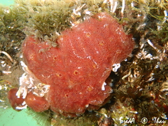 Aplidium nordmanni