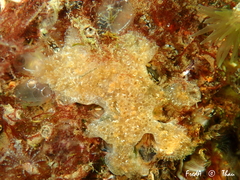 Aplidium