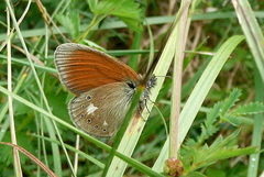 Coenonympha glycerion