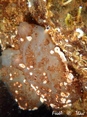 Ascidiella aspersa
