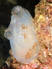 Ascidiella aspersa
