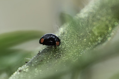 Hyperaspis bigeminata