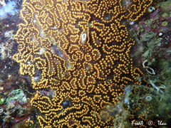 Botrylloides diegensis