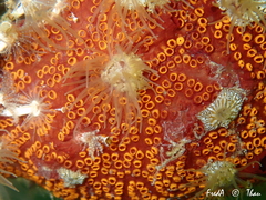 Botrylloides diegensis