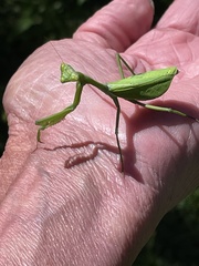 Pseudoxyops minuta