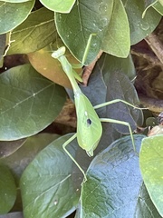 Pseudoxyops minuta