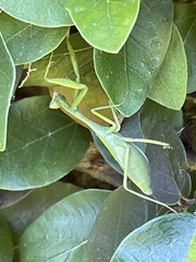 Pseudoxyops minuta