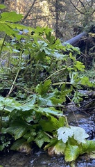 Oplopanax