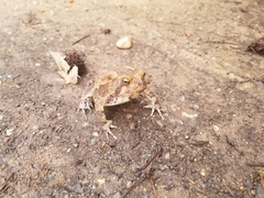 Anaxyrus americanus