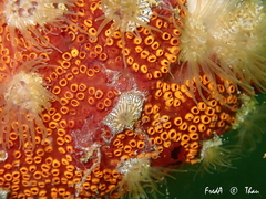 Bunodeopsis strumosa