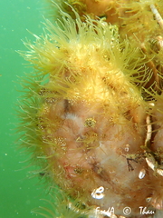 Bunodeopsis strumosa