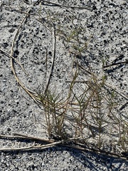 Sporobolus virginicus