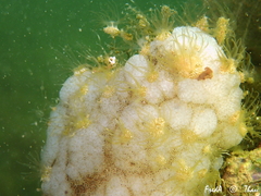 Bunodeopsis strumosa